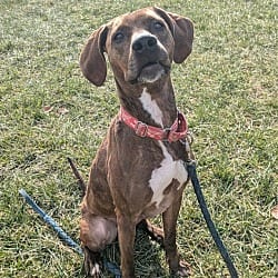 Photo of Maggie, adoptable Hound (Unknown Type) American Pit Bull Terrier in Richmond, Indiana