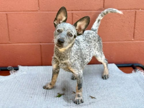 Photo of Elektra, adoptable Australian Cattle Dog/Blue Heeler in Paso Robles, California