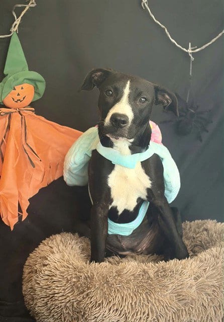 Photo of Brownie, adoptable Pit Bull Terrier in Fairfield, California