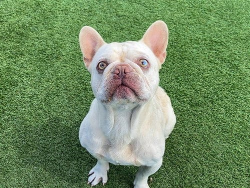 Photo of Ghost, adoptable French Bulldog in Orange, California