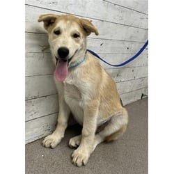 Photo of Waldo, adoptable Husky German Shepherd Dog in San Bernardino, California