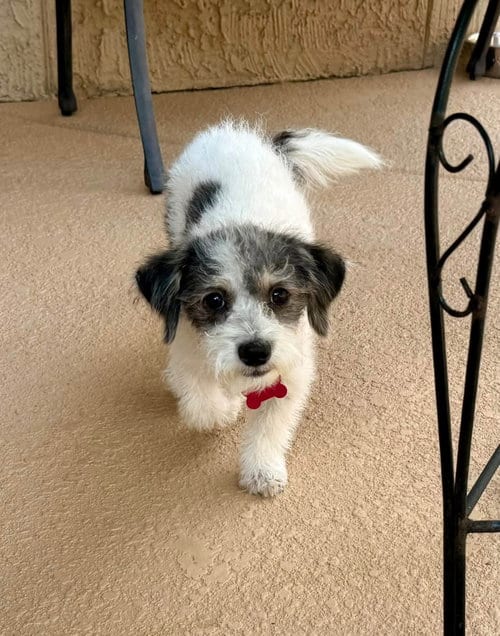Photo of Kira, adoptable Coton de Tulear in Cave Creek, Arizona