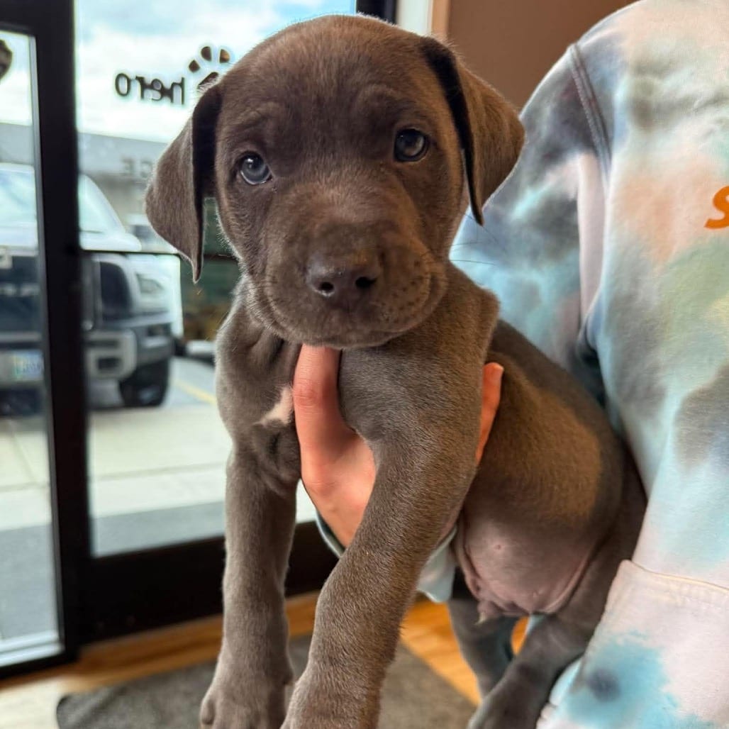 Photo of Suede (Holly Puppy 3), adoptable Mixed Breed (Medium) in Bend, Oregon