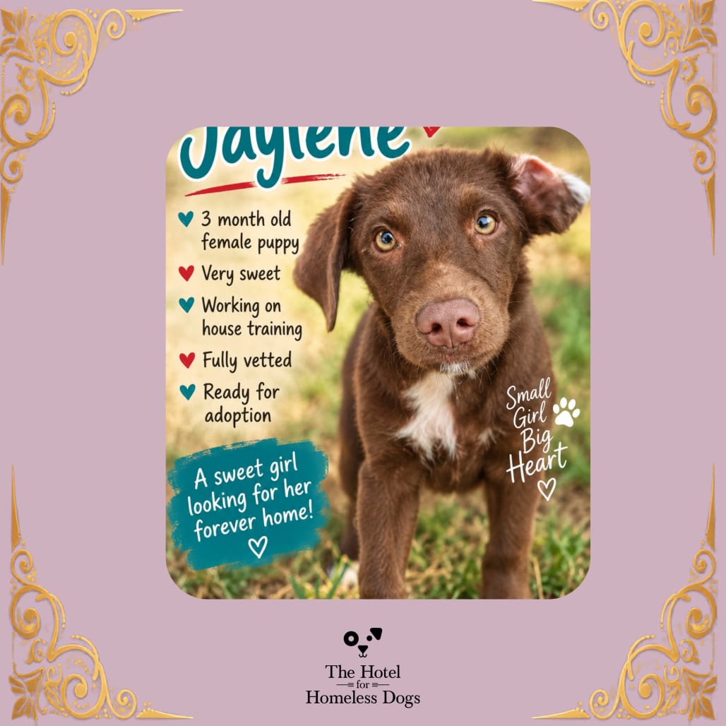Photo of Jaylene, adoptable Terrier / Mixed Breed (Medium) in Cumberland, Rhode Island