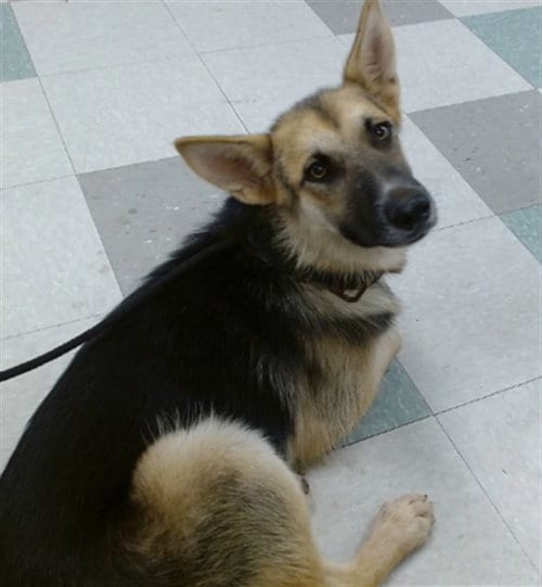 Photo of Molly, adoptable German Shepherd Dog in Oklahoma City, Oklahoma