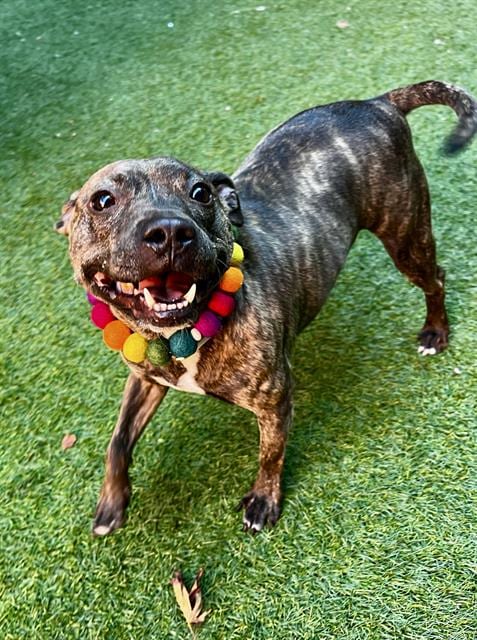Photo of Polly Pocket, adoptable Pit Bull Terrier in San Francisco, California