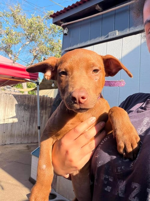 Photo of Cinnamon, adoptable Pharaoh Hound in Inglewood, California