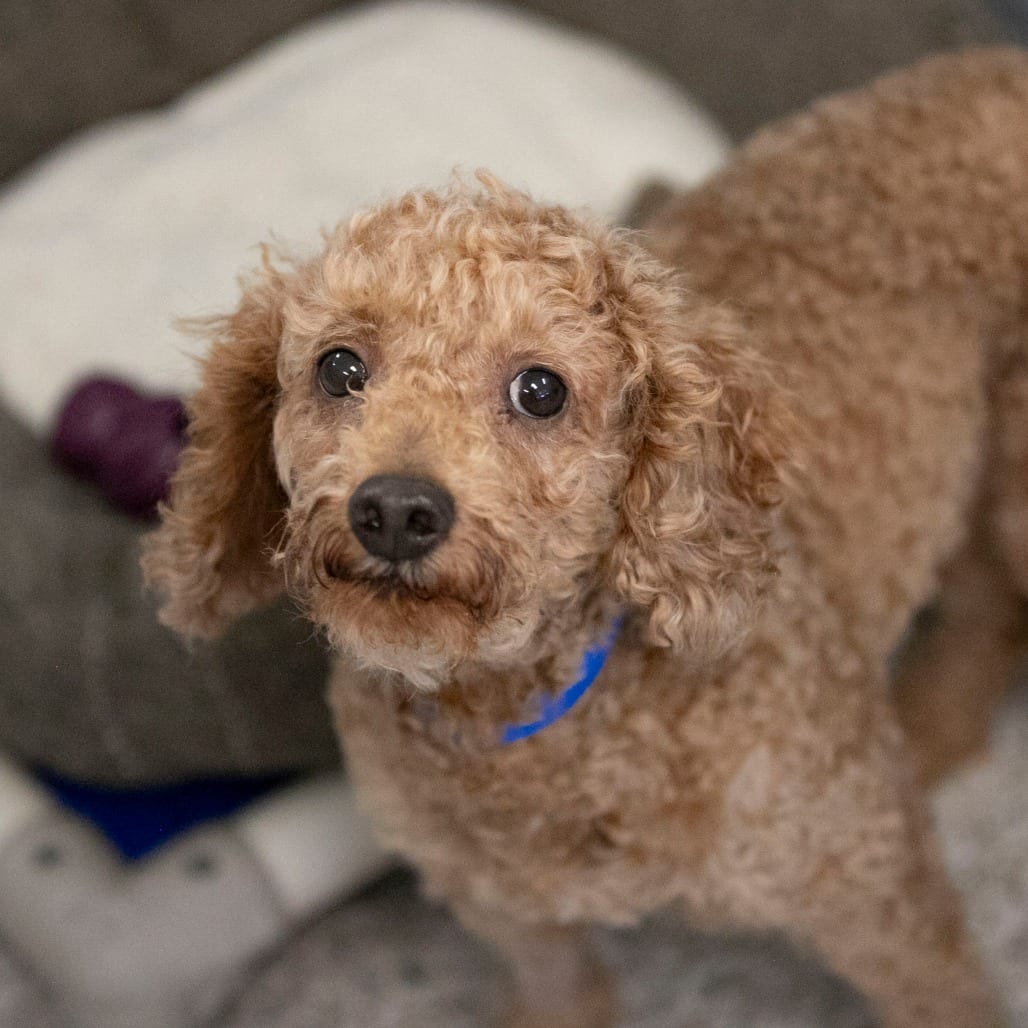 Photo of Ziggy (S26-149), adoptable Poodle, Miniature / None in Colorado Springs, Colorado