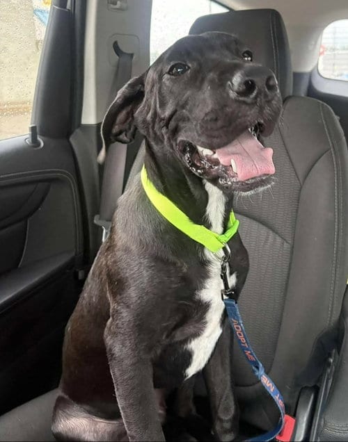 Photo of Goose, adoptable Great Dane in Bullard, Texas