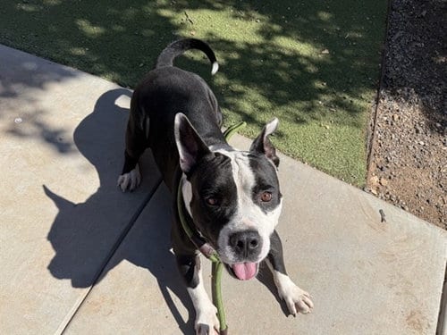 Photo of Sully, adoptable American Pit Bull Terrier in Phoenix, Arizona