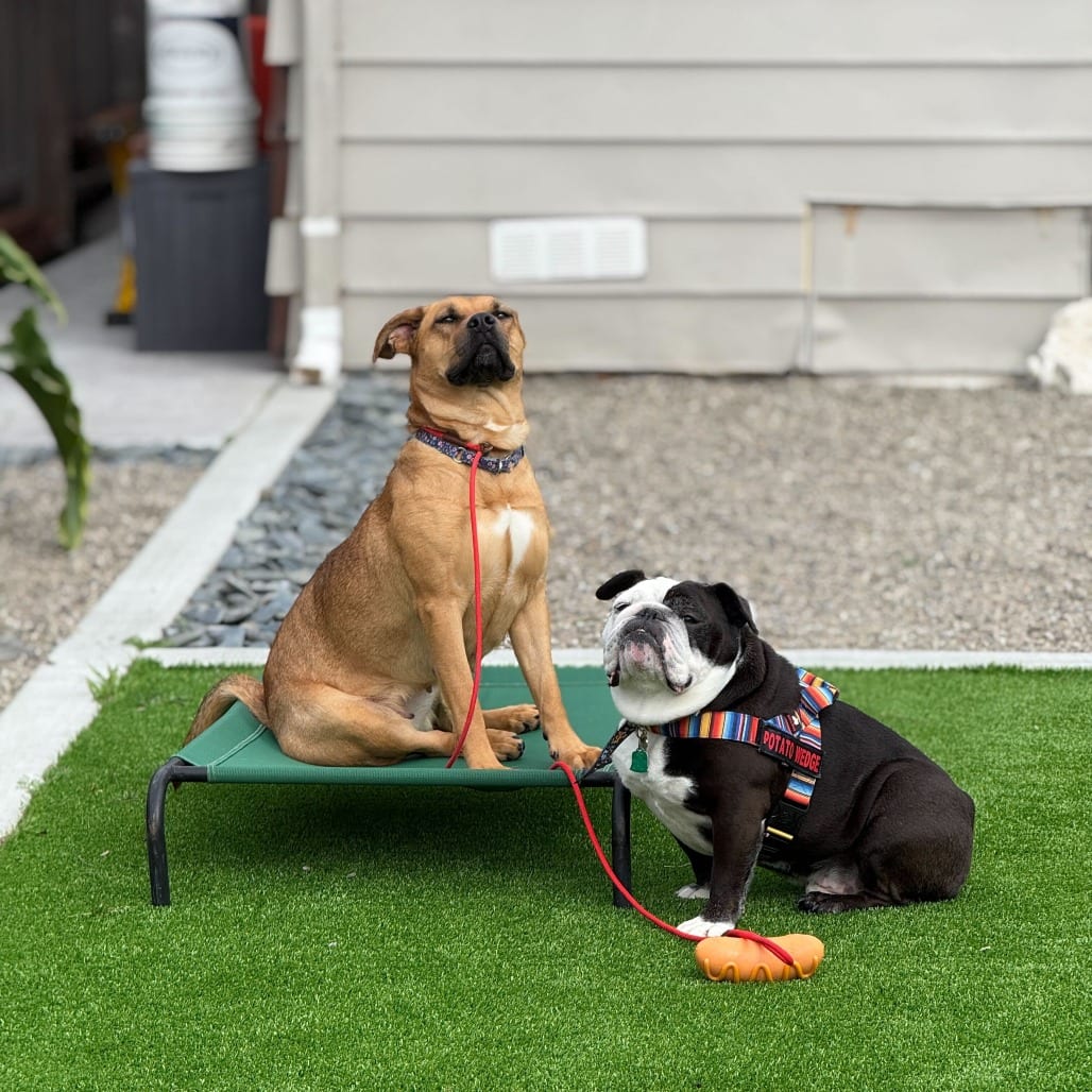Photo of Kimi, adoptable Terrier, Pit Bull / Mix in California, California