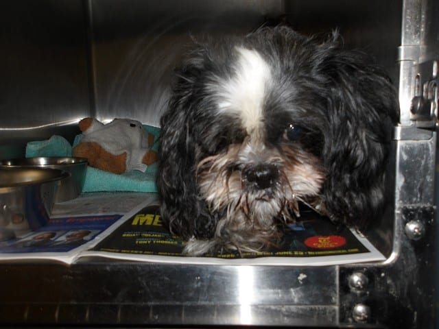 Photo of Oreo, adoptable Shih Tzu mix in Chicago, Illinois