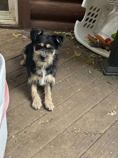 Photo of Fozzy, adoptable Terrier in Hinckley, Illinois