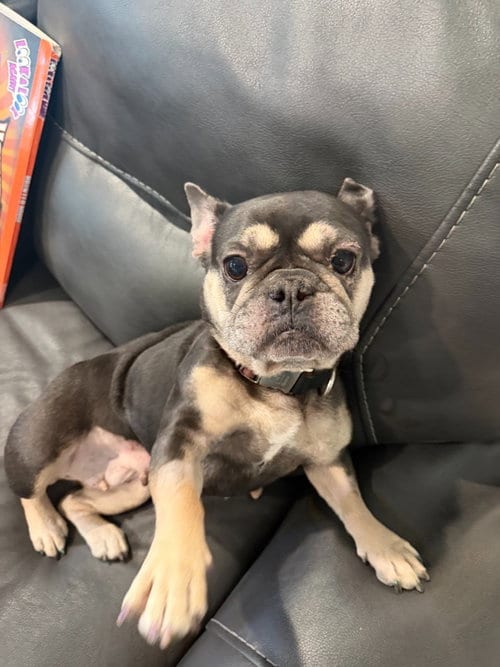 Photo of Missy, adoptable French Bulldog in Salt Lake City, Utah