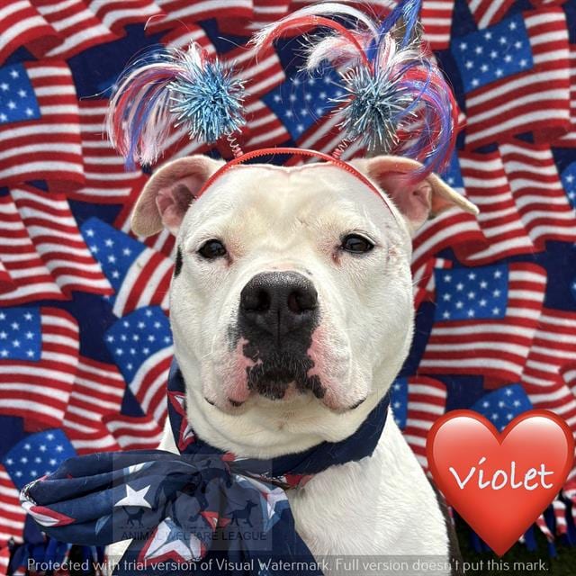 Photo of Violet, adoptable Staff Terrier A in Chicago Ridge, Illinois