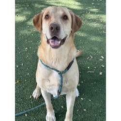 Photo of Rode, adoptable Labrador Retriever in Chatsworth, California