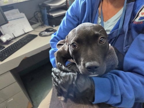 Photo of Ollie, adoptable Pit Bull Terrier in Antioch, California