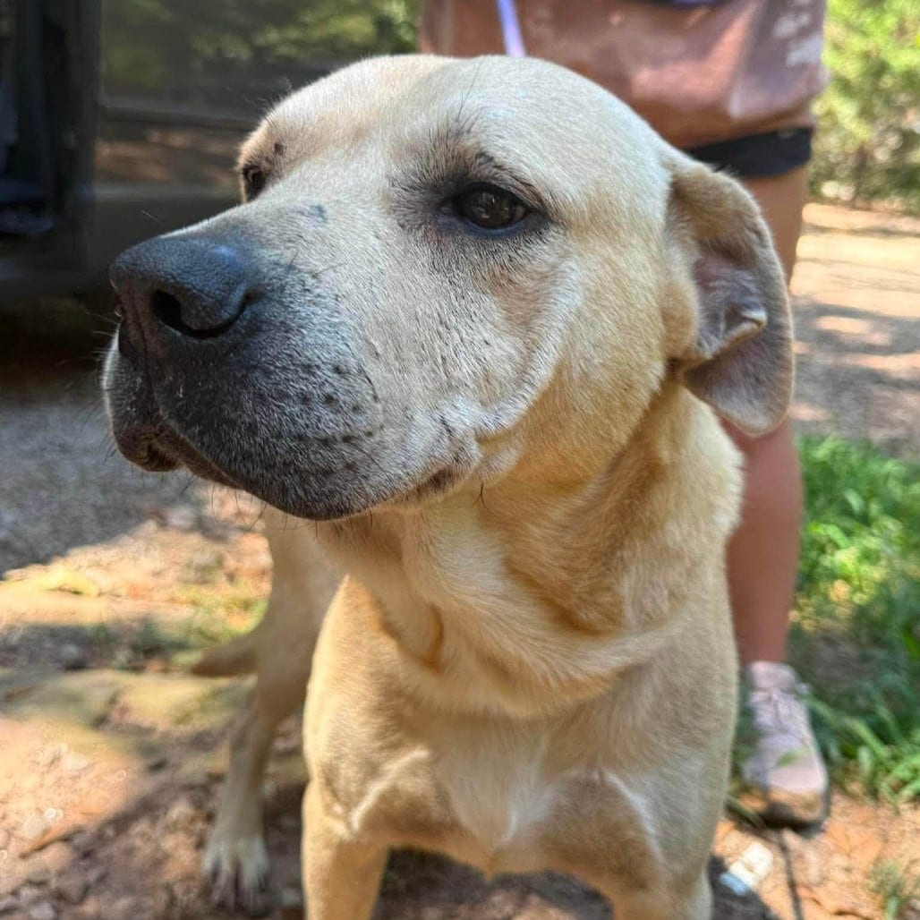 Photo of Yellow, adoptable Retriever, Yellow Labrador / Mixed Breed (Large) in Whitestone, New York