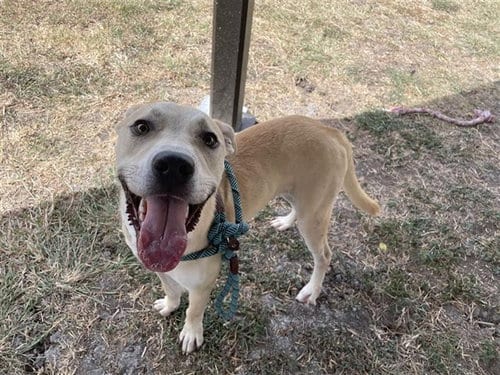 Photo of Bear Claw Donut Boy, adoptable Labrador Retriever in Corpus Christi, Texas