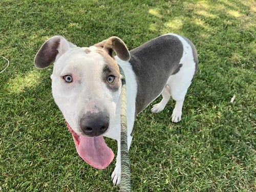 Photo of Josaphena, adoptable American Pit Bull Terrier in Albuquerque, New Mexico