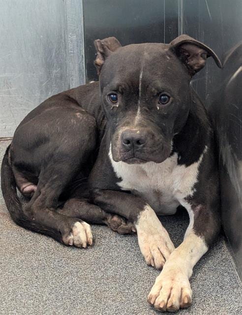 Photo of Willa, adoptable Mixed Breed