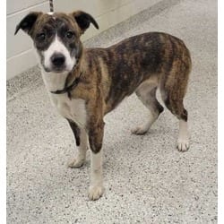 Photo of Birdie, adoptable Mixed Breed (Medium) in Kansas City, Missouri