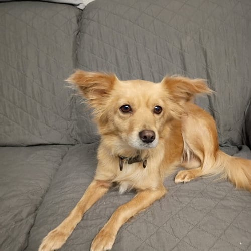 Photo of Bo Peep, adoptable Chihuahua in Muskegon, Michigan