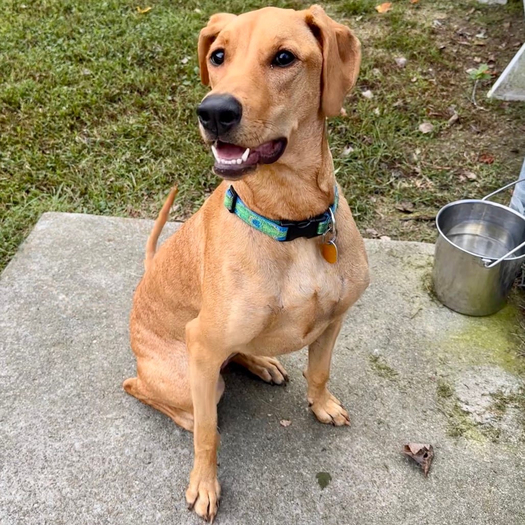 Photo of Bella FKA Candi, adoptable Pinscher, Doberman / Mix in Chesapeake, Virginia