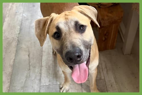 Photo of Archie, adoptable Black Mouth Cur in Amherst, Massachusetts
