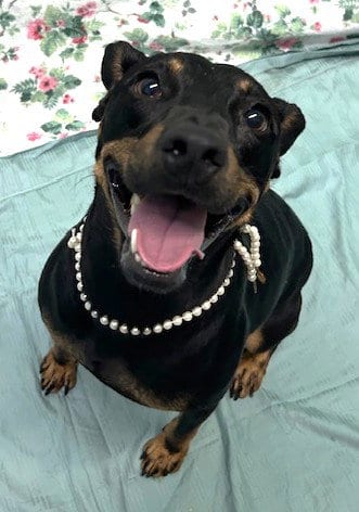 Photo of Angie, adoptable Terrier in Wetumpka, Alabama