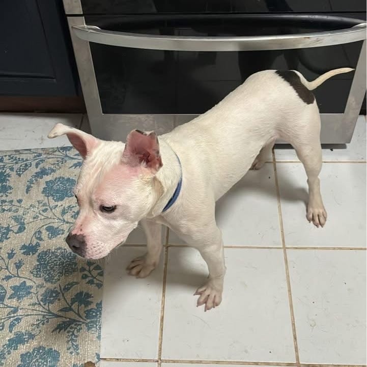 Photo of Noah, adoptable Mixed Breed (Medium) in St. Louis, Missouri
