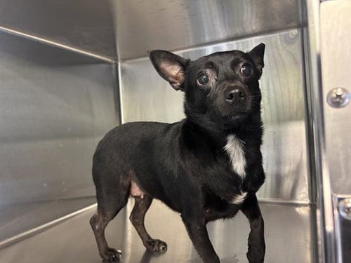 Photo of Sweety Heart, adoptable Chihuahua in Grand Prairie, Texas