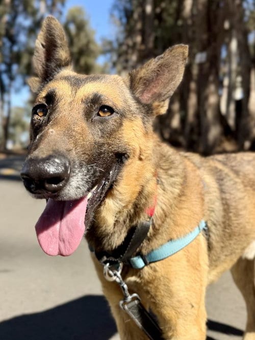 Photo of Oso, adoptable Belgian Shepherd Malinois in Santa Maria, California