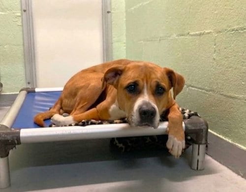 Photo of Junebug, adoptable Unknown breed in Durham, North Carolina