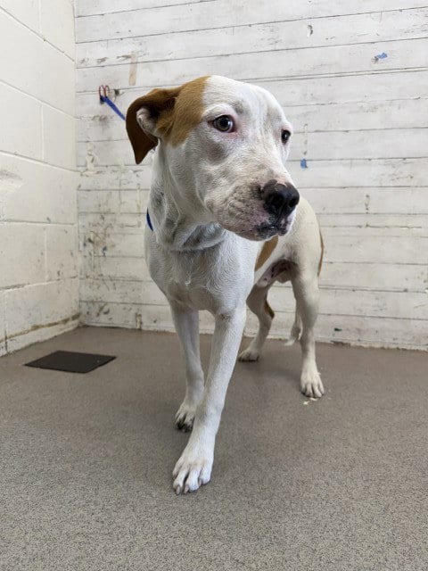 Photo of Olivier, adoptable Pit Bull Terrier in San Bernardino, California