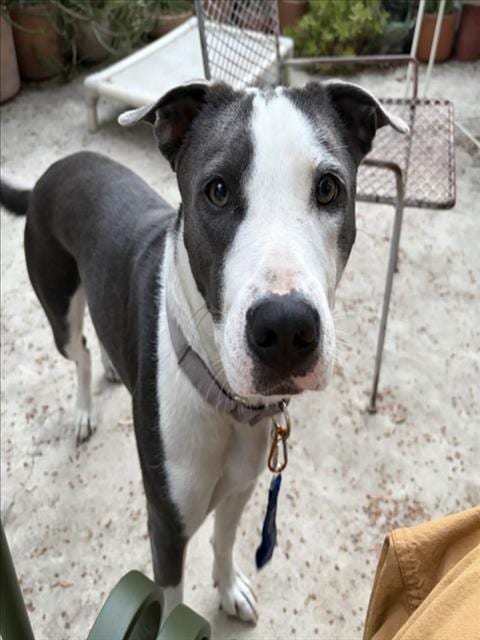 Photo of Tweedy, adoptable Pit Bull Terrier in Los Angeles, California