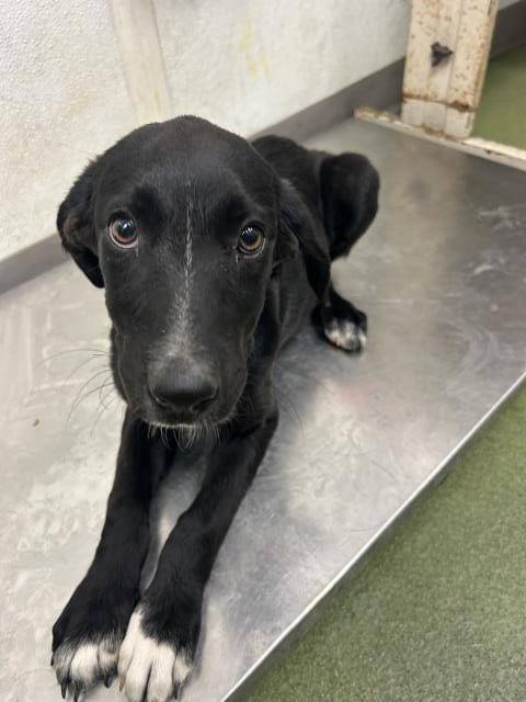 Photo of Ducklett, adoptable Border Collie in San Bernardino, California