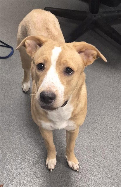 Photo of Goldie, adoptable Labrador Retriever in Corpus Christi, Texas
