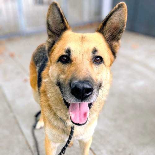 Photo of Jairo, adoptable German Shepherd Dog in Oakland, California