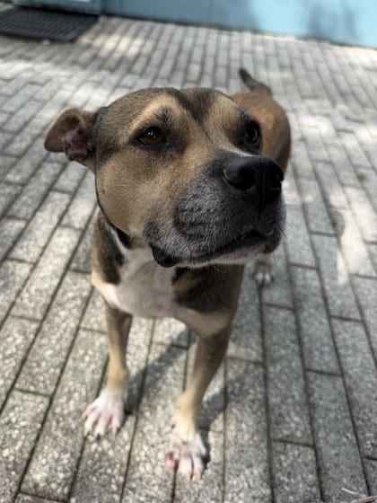 Photo of Prince, adoptable Terrier in New Orleans, Louisiana