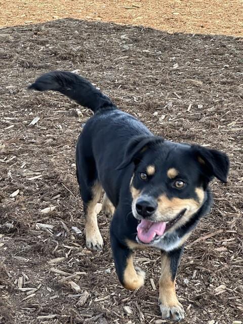 Photo of Duke, adoptable Cardigan Welsh Corgi in Denver, Colorado