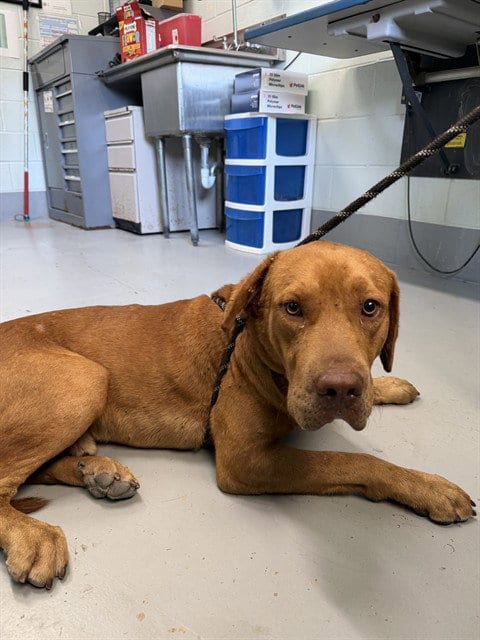 Photo of Chief, adoptable Redbone Coonhound in Corpus Christi, Texas