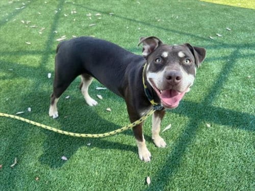 Photo of Nami, adoptable German Shepherd Dog in Los Angeles, California
