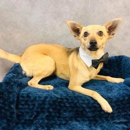 Photo of Harley, adoptable Chihuahua in Dallas, Texas