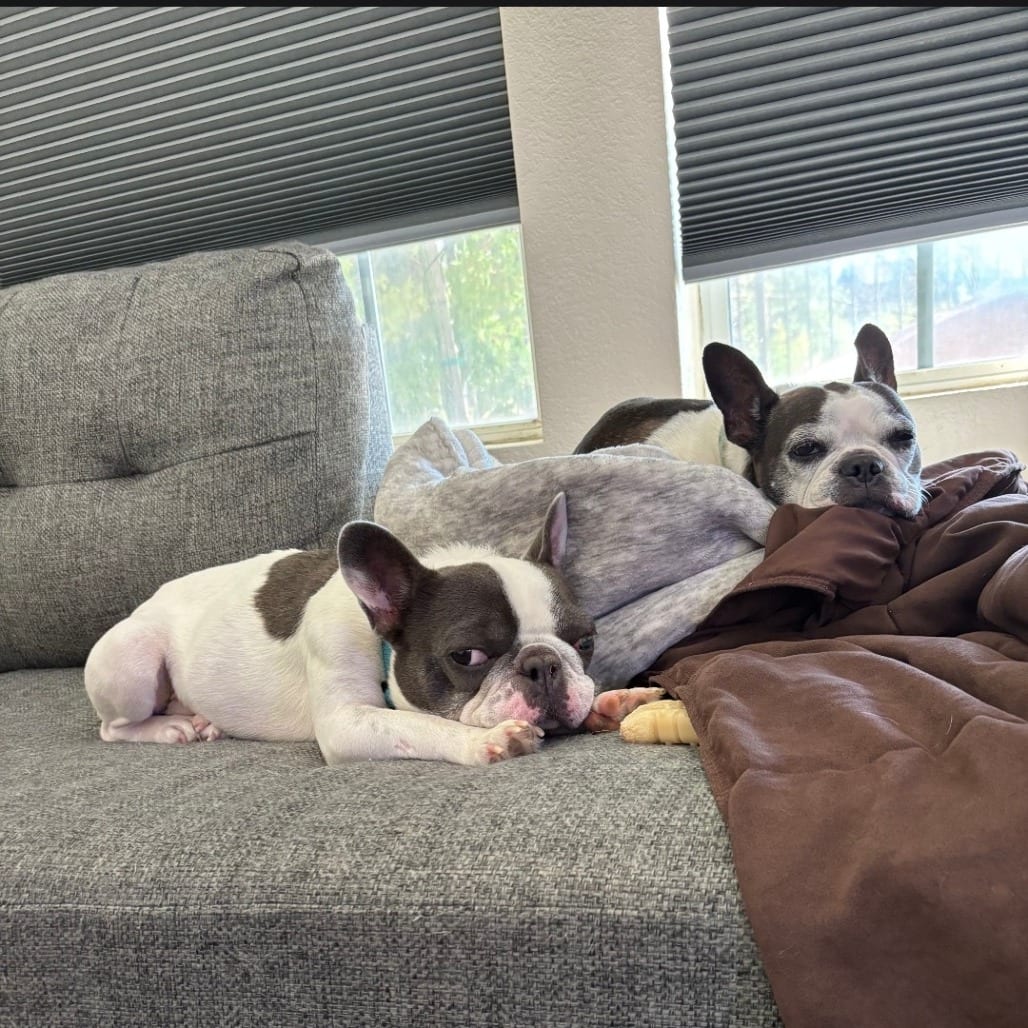 Photo of Buster, adoptable Bulldog, French in Oceanside, California