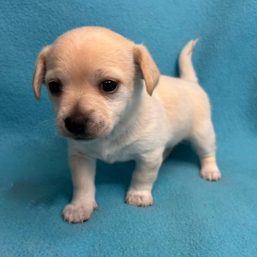 Photo of Ginger, adoptable Chihuahua in Georgia, Georgia