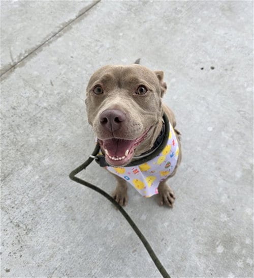 Photo of Korra, adoptable American Bulldog in Miami, Florida