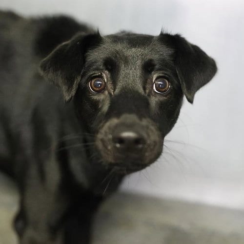 Photo of Crisley, adoptable Labrador Retriever in San Antonio, Texas