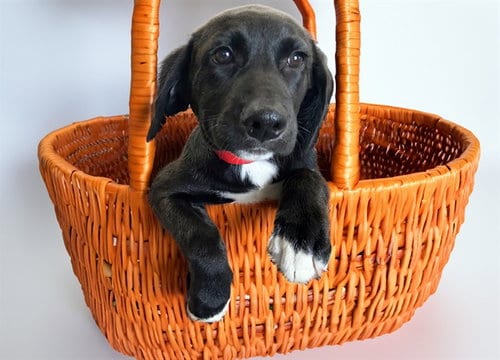 Photo of Beth, adoptable Weimaraner in Ft Lauderdale, Florida