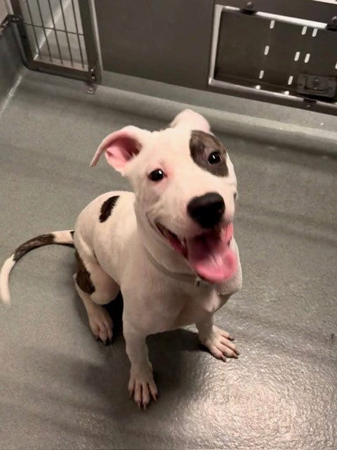 Photo of Xiphoid, adoptable Pit Bull Terrier in Baytown, Texas